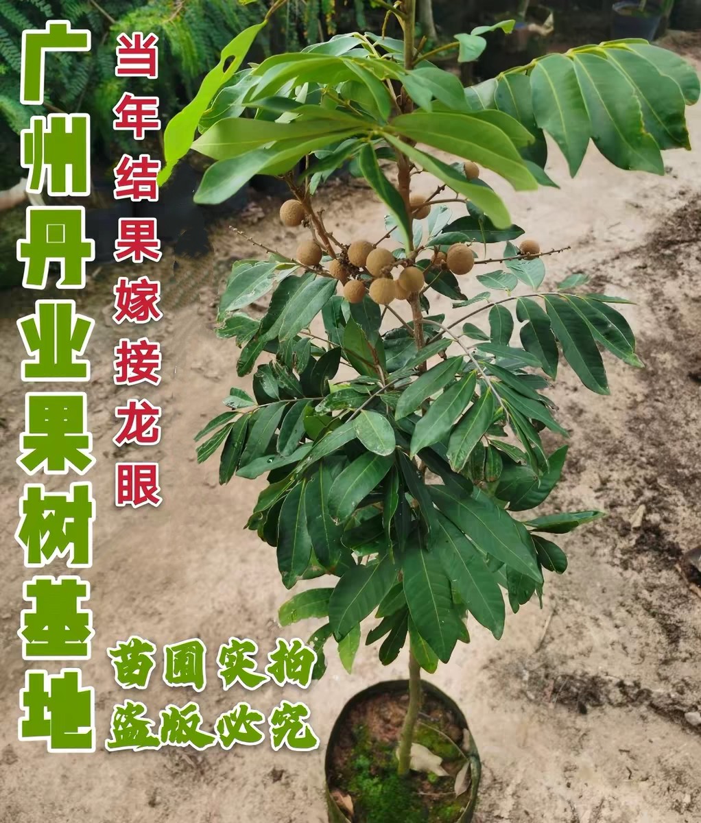广州正宗嫁接当年结果石峽龙眼树苗特大果四季龙眼果树苗盆栽树苗
