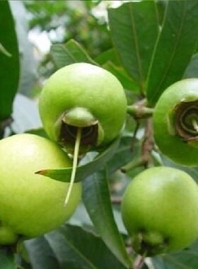 广州发货水蒲桃果树苗罗浮山蒲桃果树带土带叶发货观赏结果树苗