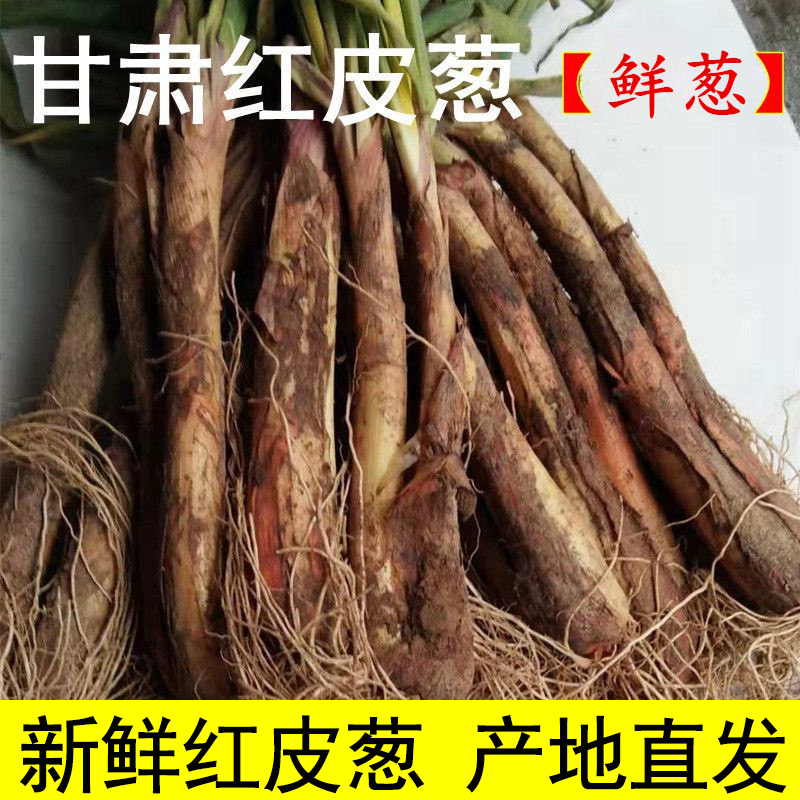 甘肃旱地红葱新鲜红皮葱香味足