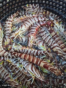 内海斑节虾，九节虾，竹节虾，鲜活速冻，顺丰包邮