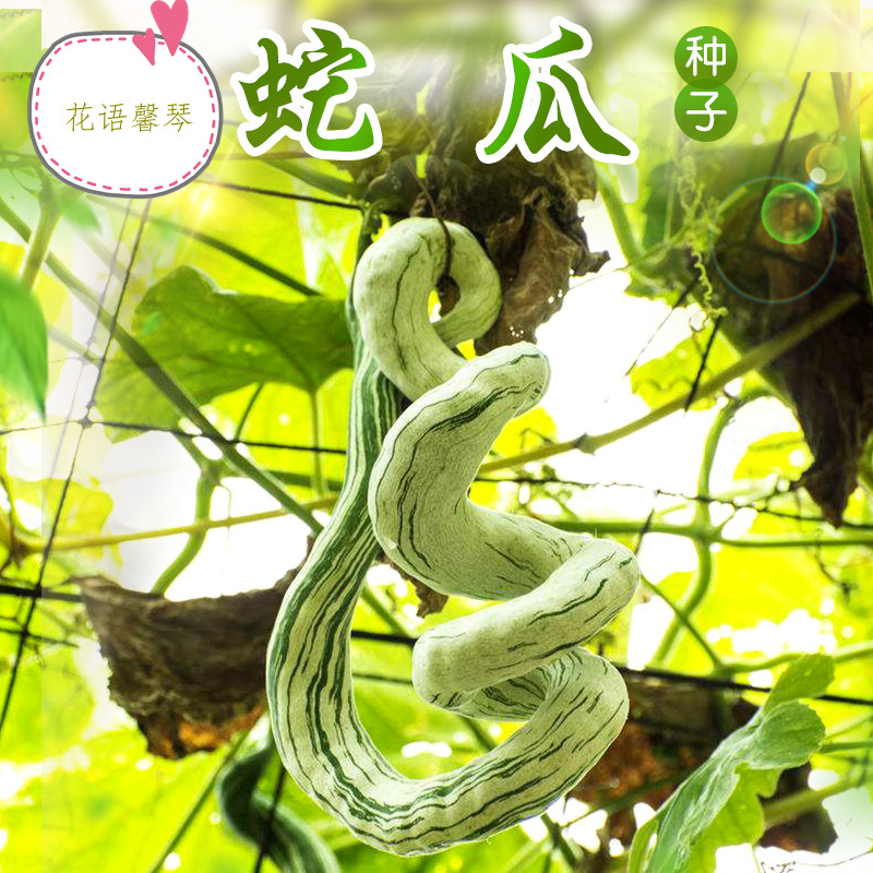 蛇瓜种子蛇豆种子观赏遮阴食用爬藤阳台盆栽蔬菜种子春播四季包邮