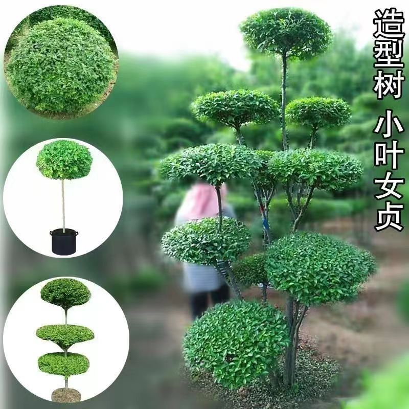 小叶女贞造型树四季常青亮晶棒棒糖爱心球形庭院别墅绿化盆景