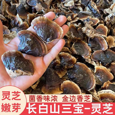 灵芝嫩芽野生小灵芝金边小灵芝煲汤菌香不苦灵芝整个个金边小灵芝