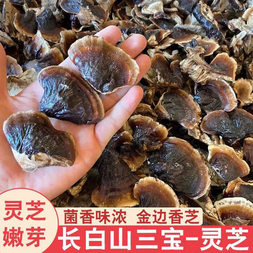 灵芝嫩芽野生小灵芝金边小灵芝煲汤菌香不苦灵芝整个个金边小灵芝
