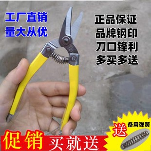 正品 A级罗不锈钢果剪摘果剪采柑桔剪蔬果剪果剪刀圆头小型果子剪