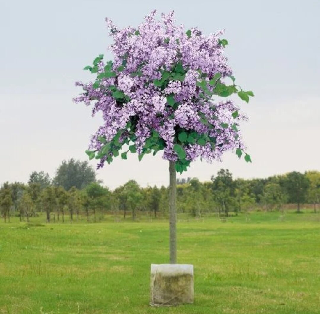 独杆丛生丁香花树苗庭院花园阳台植物耐寒耐热四季花卉盆栽好养