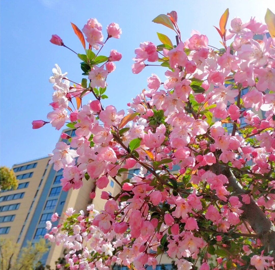 西府海棠花树苗庭院耐寒高杆垂丝盆栽南北方四季开花北美海棠地栽