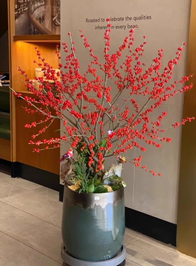 进口北美冬青树苗耐寒耐热耐旱阳台庭院花园植物年宵花卉红果子
