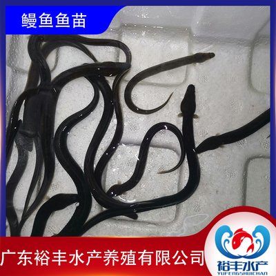 鳗鱼苗淡水鱼塘养殖河鳗鱼苗白鳗鲡苗白鳝鱼苗江鳗白鳗鱼