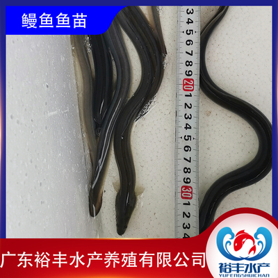 鳗鱼苗淡水鱼塘养殖河鳗鱼苗白鳗鲡苗白鳝鱼苗江鳗白鳗鱼