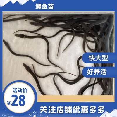 鳗鱼苗淡水鱼塘养殖河鳗鱼苗白鳗鲡苗白鳝鱼苗江鳗白鳗鱼
