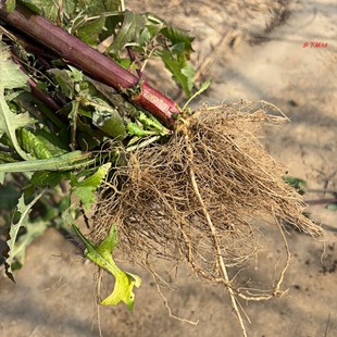 正宗苦苣菜根干货野生水洗太阳晒干苦菜根新货