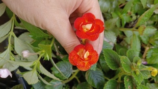 苦苣苔长筒花tania 新品2026鳞茎满38元包邮