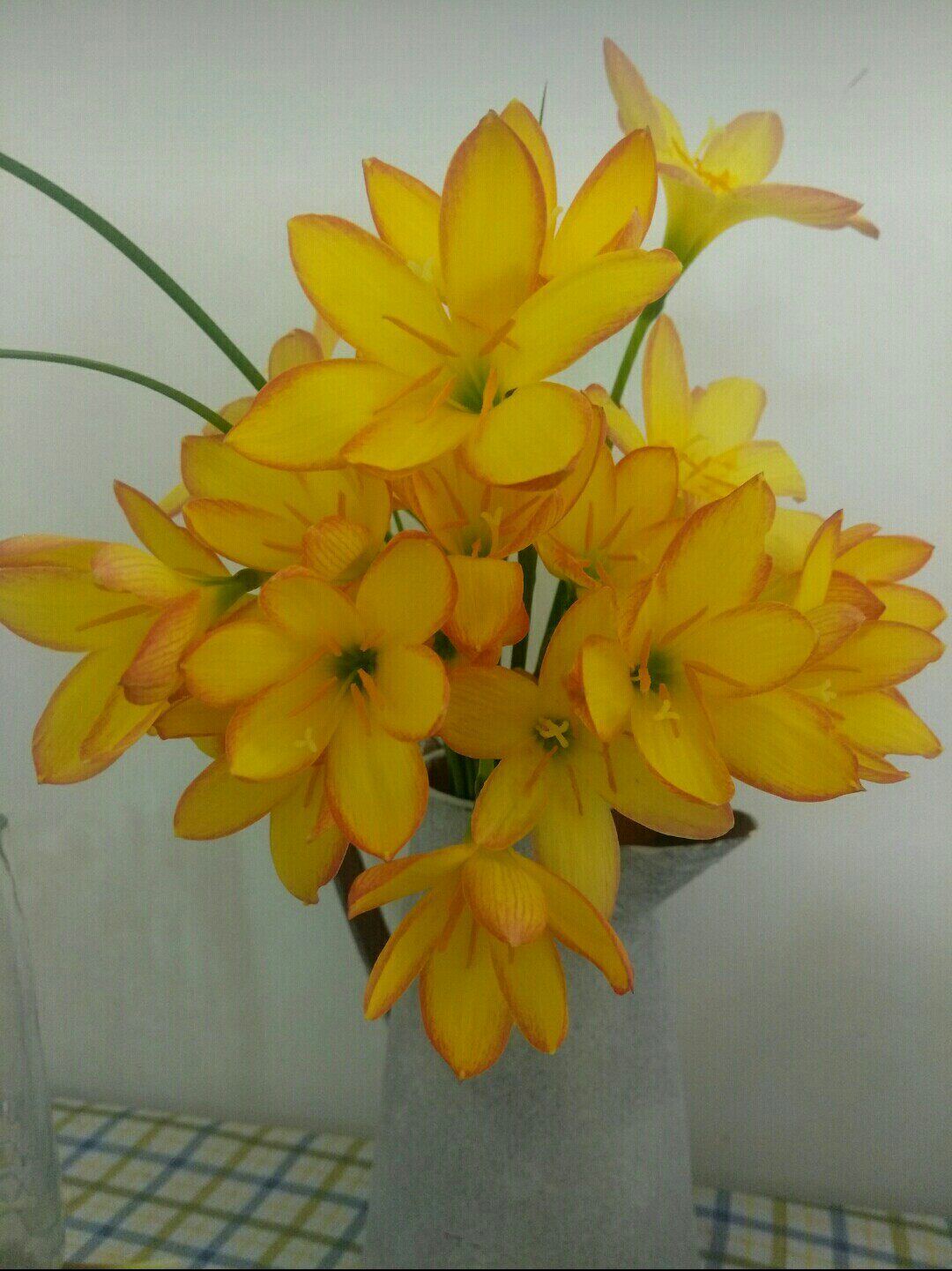 风雨兰 z. kings ransom 国王的赎金夏季开花不断10球特价包邮