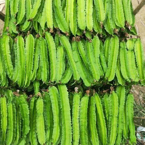 海南四角豆新鲜杨桃蔬菜