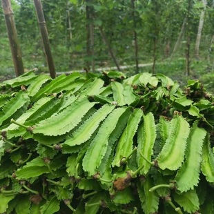嫩绿海南三亚特产新鲜四角豆四棱豆龙豆皇帝豆现摘空运 多规格 包邮