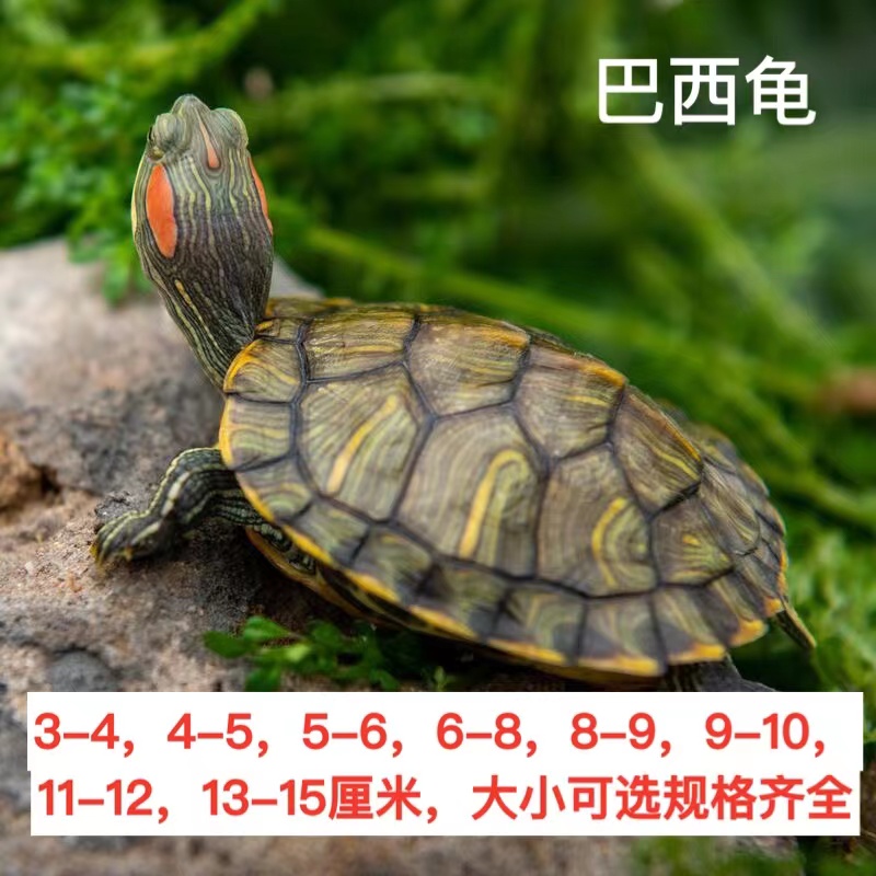 巴西龟活体红耳龟宠物龟