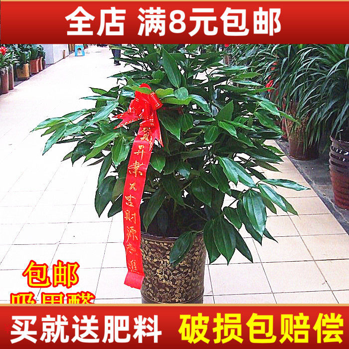 幸福树客厅大型盆景观叶绿植盆栽