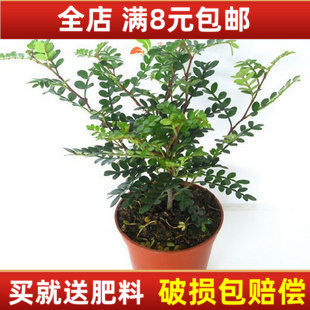 基地销售 室内盆栽植物 清香木 苗 四季长青会自然发出清香的香气