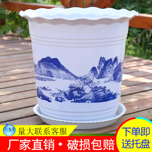 精品盆栽花卉玫瑰海棠 丽格秋海棠 丽格海棠 里拉秋海棠 海棠盆栽