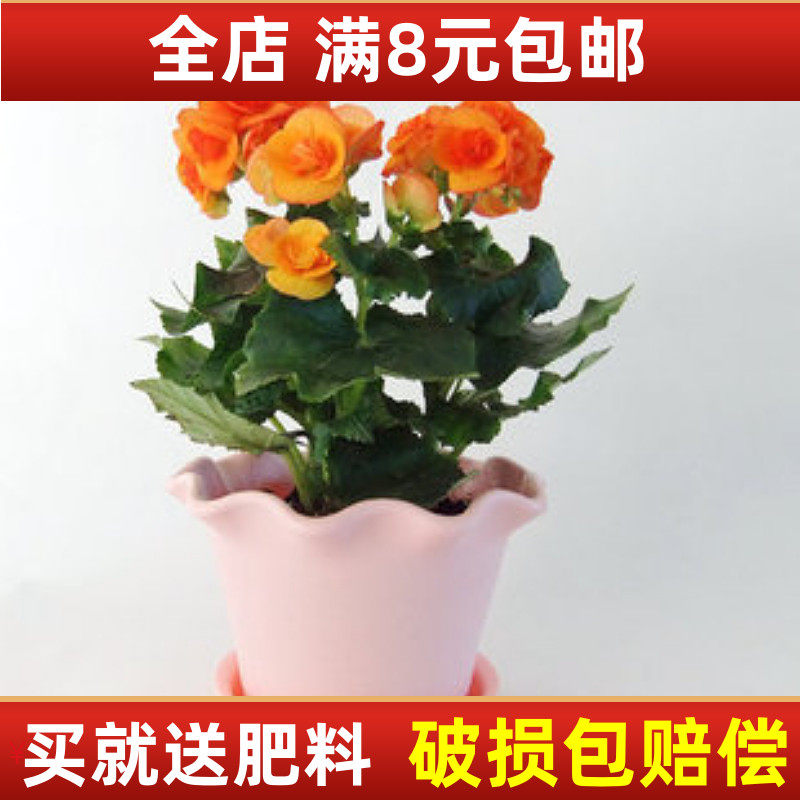 精品盆栽花卉玫瑰秋海棠丽格海棠