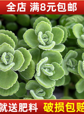 多肉植物 碰碰香 盆栽花卉 办公室绿色小植物 室内绿植盆景 包邮