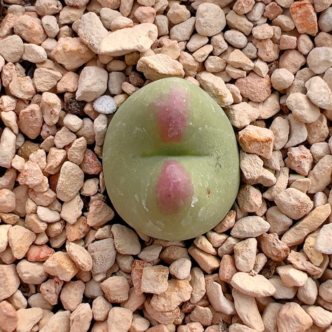 343将杂Sp,鲜花速递/花卉仿真/绿植园艺,绿植,淘宝优惠券,粉丝福利购,淘宝优惠卷