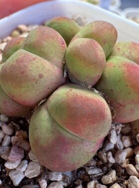 暑期特惠-胭脂款-6头绿苹果红胭脂-杂交特选母本群（原100/头）