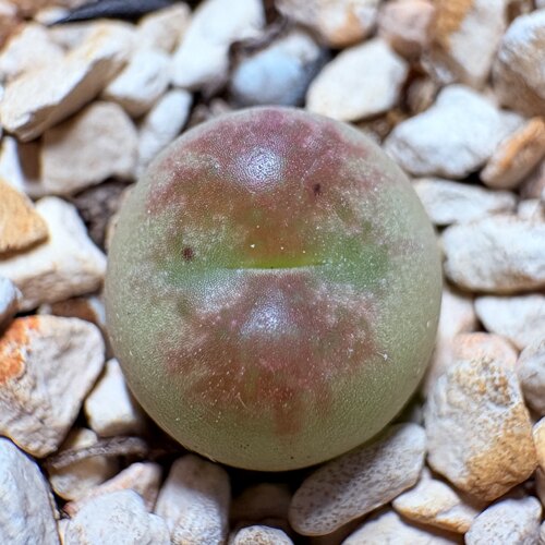 特选自留款-拉登杂交（3年尺寸1.0）-多肉植物-直播333