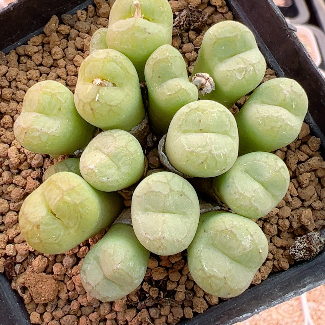 376特选猴母本16头福利,鲜花速递/花卉仿真/绿植园艺,绿植,淘宝优惠券,粉丝福利购,淘宝优惠卷