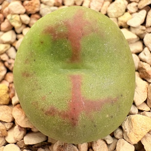 【一物一拍】Ji品自留-拉登*桃娘-大单带盆2.2cm