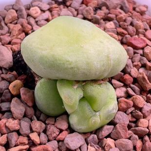 缀化拉登母本3头