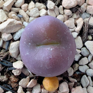 384吕嘴杂紫厚皮