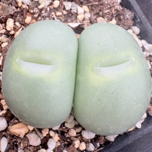 【一物一拍】白花大G母本-双头带盆