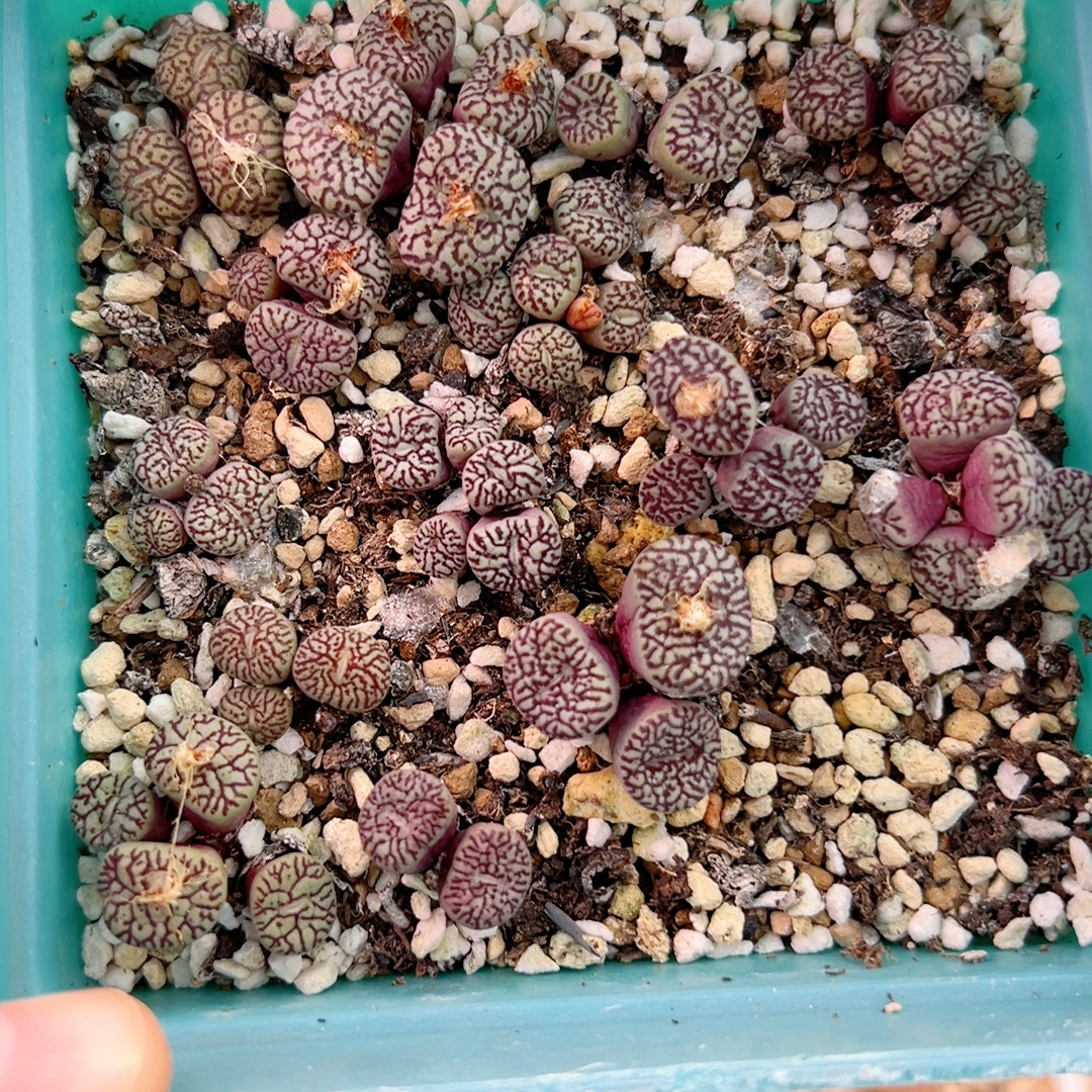 228周末福利特选墨一盒,鲜花速递/花卉仿真/绿植园艺,绿植,淘宝优惠券,粉丝福利购,淘宝优惠卷