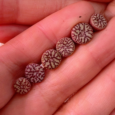 260最后场清恶魔后代*6