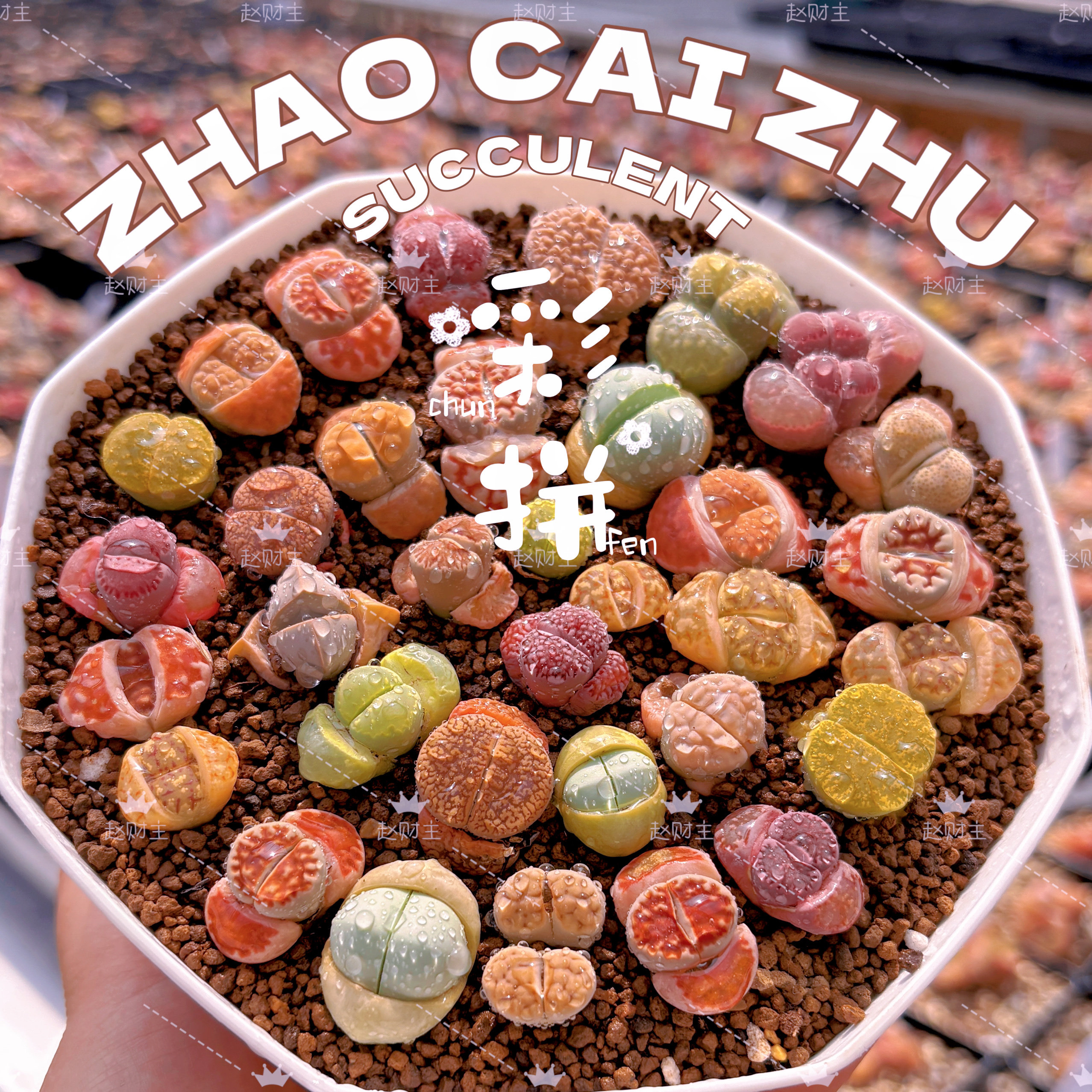【赵财主】彩色生石花拼盘（30-50颗）带盆土