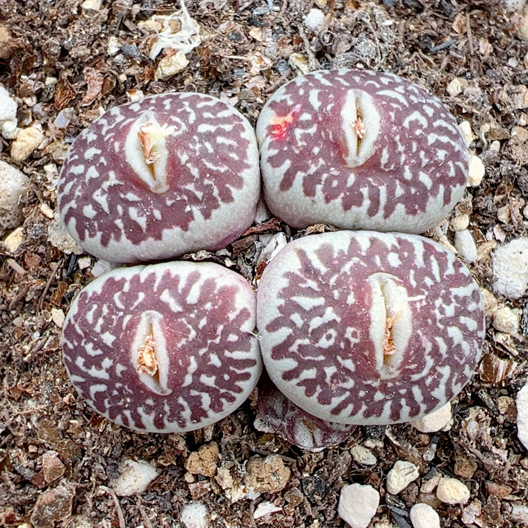 年终福利-烟花墨母本5头,鲜花速递/花卉仿真/绿植园艺,绿植,淘宝优惠券,粉丝福利购,淘宝优惠卷