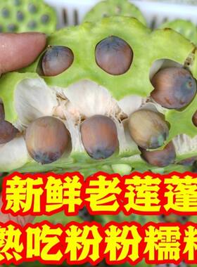 现摘新鲜老嫩莲蓬莲子生即食粉糯