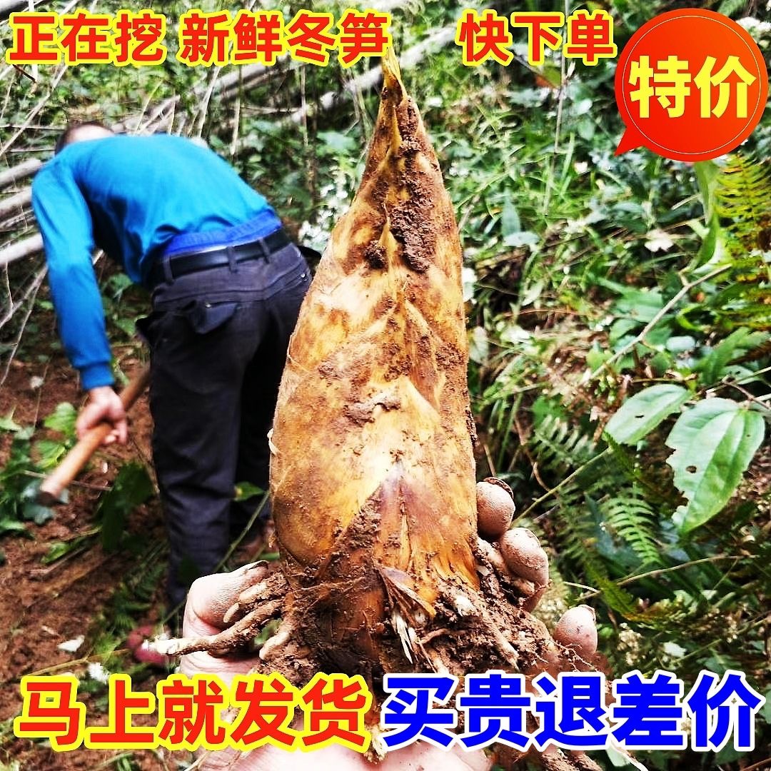 现挖新鲜冬笋5斤整箱现挖大竹笋当季湖南蔬菜野生笋子壳笋衣笋尖