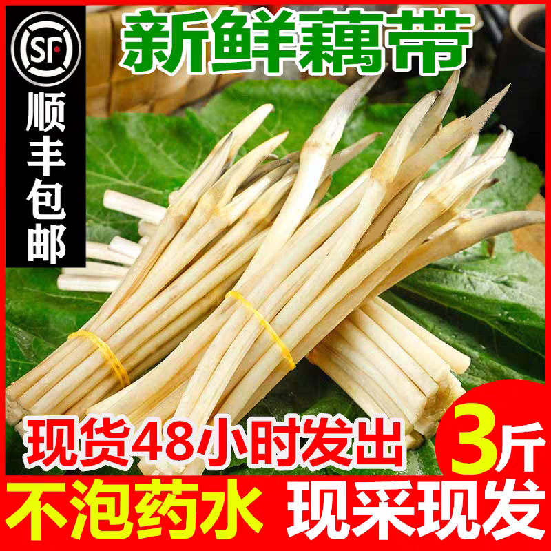 【顺丰冷链】新鲜藕带藕尖现挖现发野生藕肠子莲藕梢湖南农家时蔬
