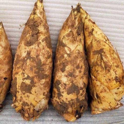 2025年新鲜冬笋现挖带壳竹笋鲜嫩