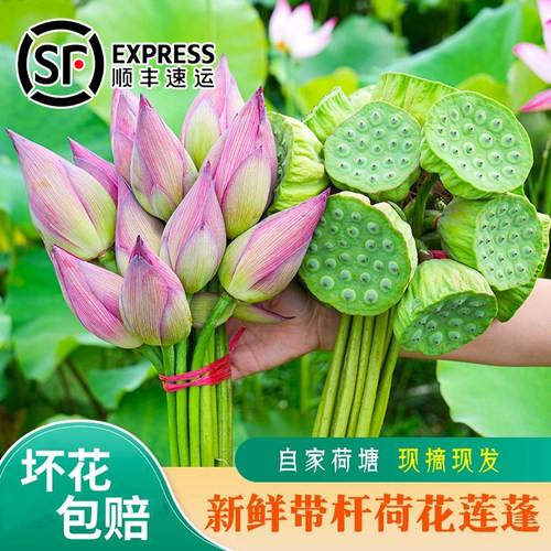 2026年新鲜现摘荷花莲蓬观赏送礼