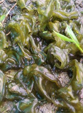 春野菜免洗地衣软新鲜保鲜发货