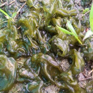 地皮菜新鲜野生免洗湖南雷公菌野菜湿地衣野菜地木耳净菜保鲜发货