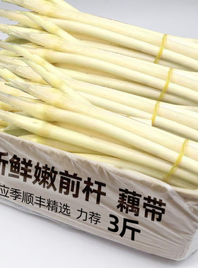 【现货】新鲜现挖莲藕带藕尖
