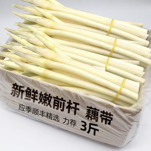 【现货】新鲜现挖莲藕带藕尖