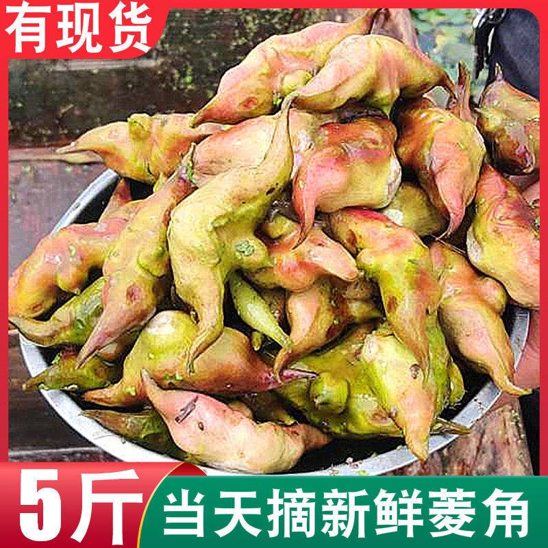 2026新鲜菱角现摘鲜嫩菱角5斤生吃当季水果蔬菜食现摘非1洪湖菱角