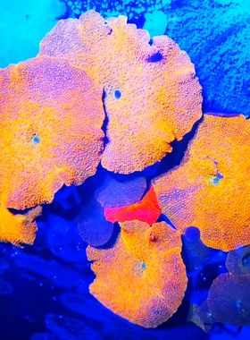 橙jb菇珊瑚精品超荧光橙菇软体珊瑚橙红色菇鲜艳亮色提色珊瑚造景