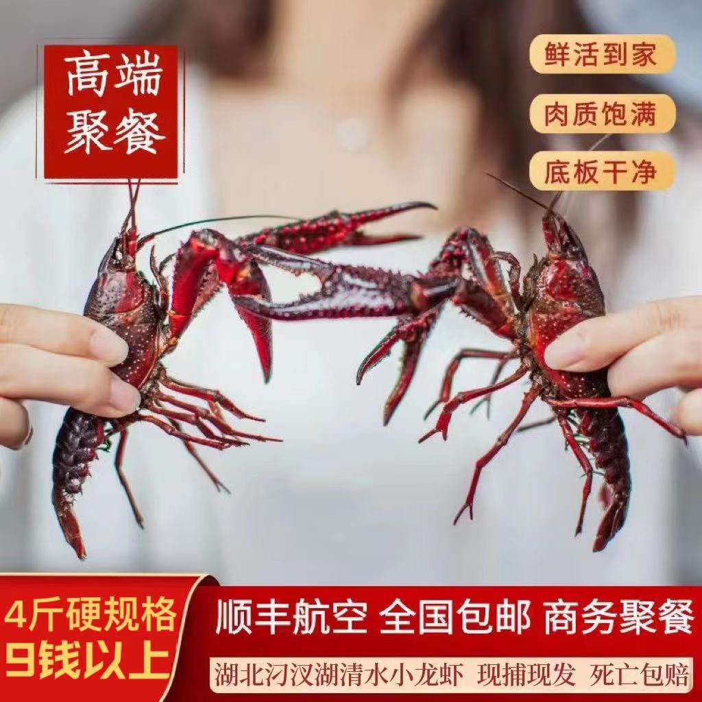 5斤小龙虾鲜活超大特大9钱以上湖北新鲜水产清水养殖活虾河虾包邮